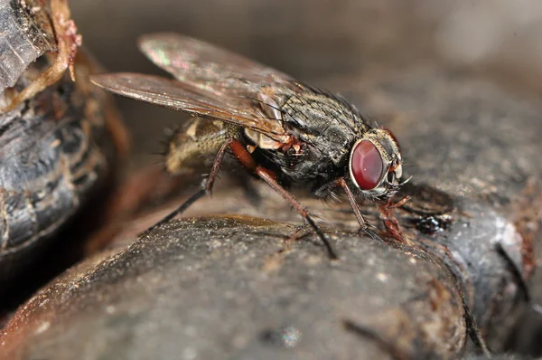 Hayvan sinek — Stok fotoğraf