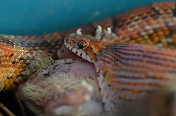 Serpiente — Foto de Stock