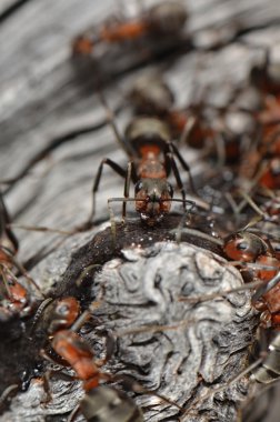 doğa içinde karıncalar