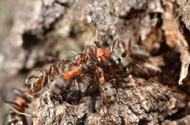 doğa içinde karıncalar