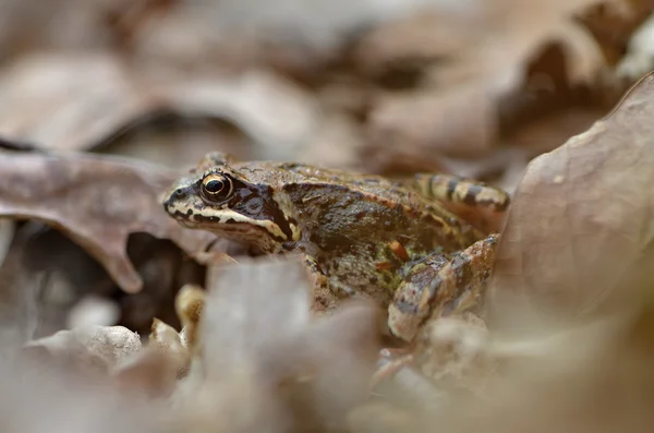 Frog — Stock Photo, Image