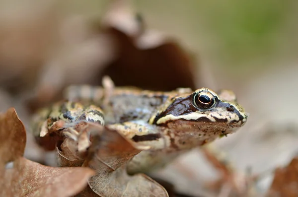 Frog — Stock Photo, Image