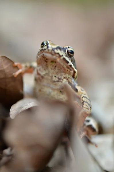 Frosch — Stockfoto