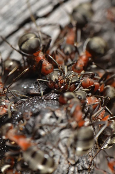 Ants in nature — Stock Photo, Image