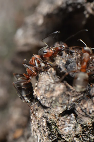 Ants in nature — Stock Photo, Image