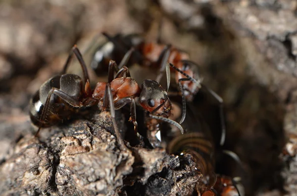 Ants in nature — Stock Photo, Image