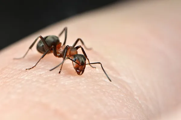 Hormigas en la naturaleza — Foto de Stock