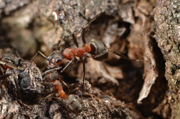 Ants in nature — Stock Photo, Image