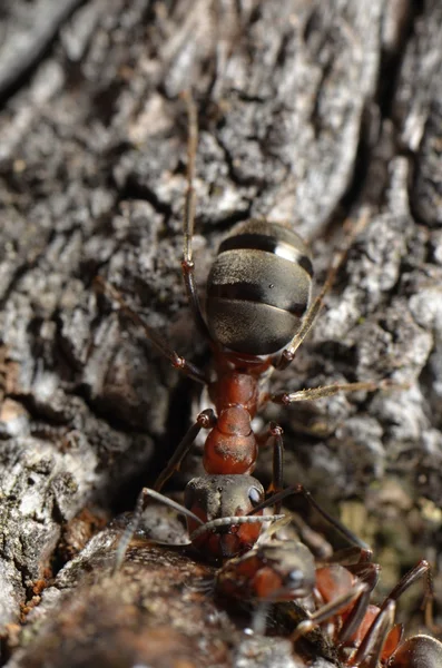 Hormigas en la naturaleza — Foto de Stock