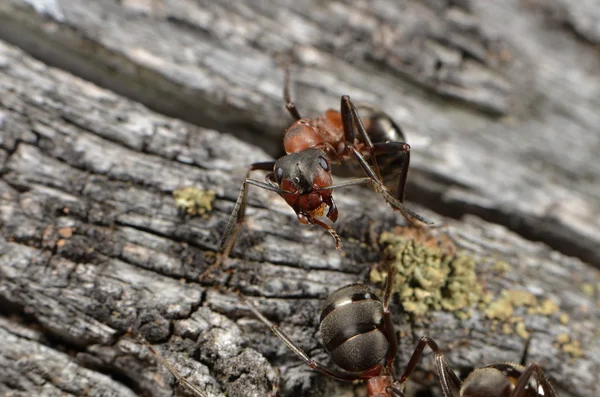 Doğa içinde karıncalar — Stok fotoğraf