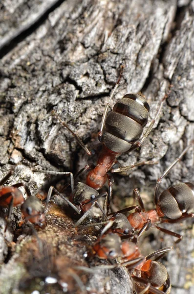 Ants in nature — Stock Photo, Image