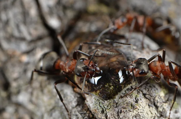 Ants in nature — Stock Photo, Image