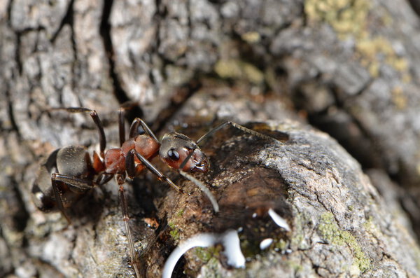 Ants in nature