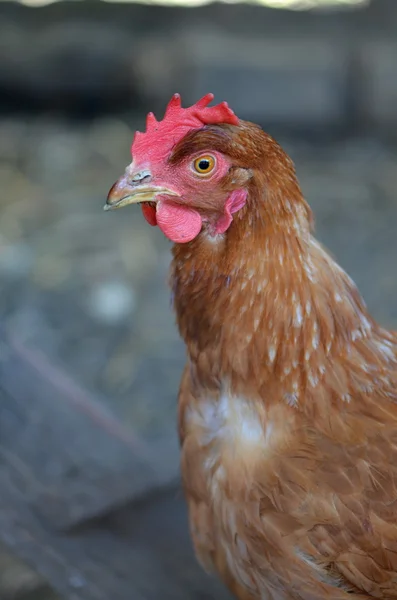 Hen in farm Stock Photo