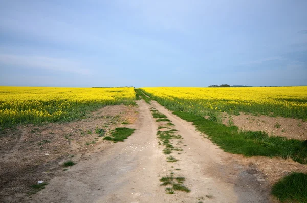 Kolza tohumu Stok Fotoğraf