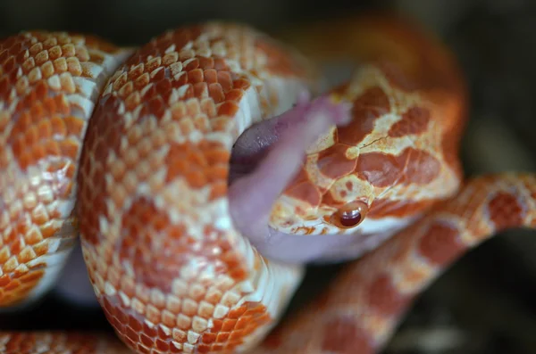 Serpiente albina — Foto de Stock