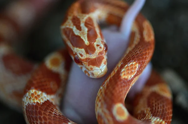 Albino snake — Stock Photo, Image