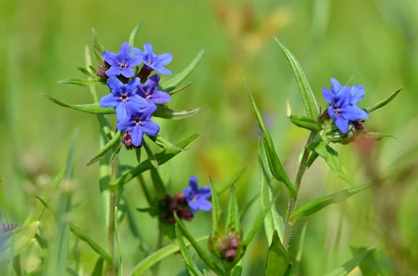 Mor gromwell — Stok fotoğraf