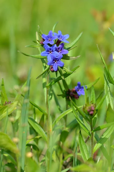 Mor gromwell — Stok fotoğraf