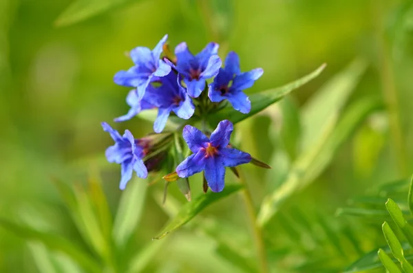 Mor gromwell — Stok fotoğraf