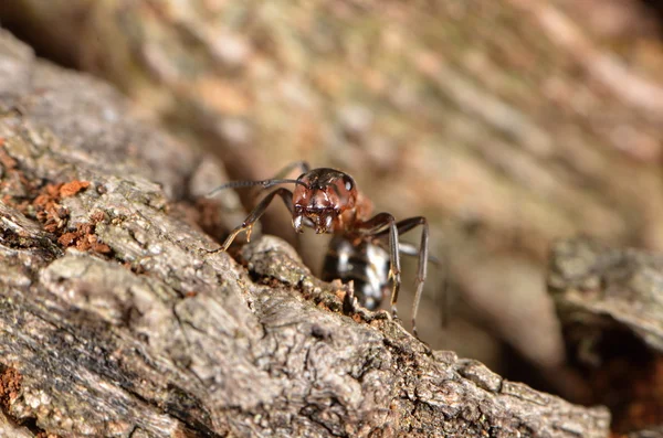 Лесной муравей — стоковое фото