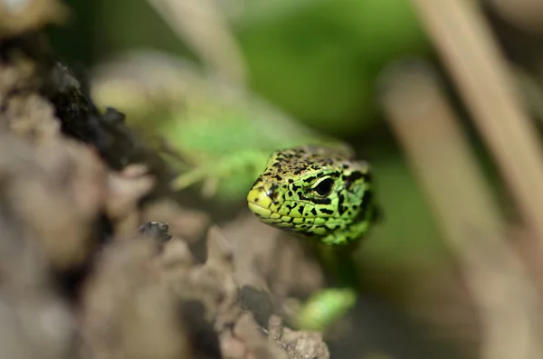 Lagarto — Foto de Stock