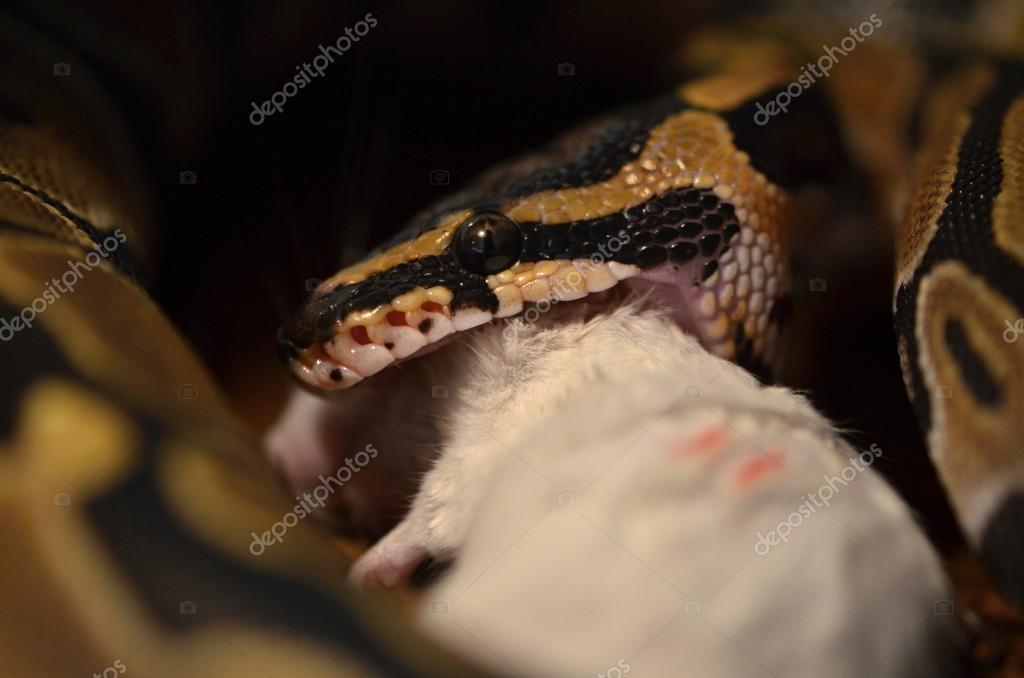 Python — Stock Photo © turtleman #45372923