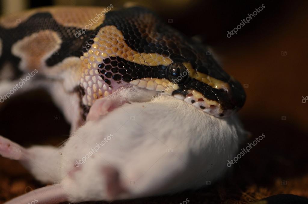 Python — Stock Photo © turtleman #45373003