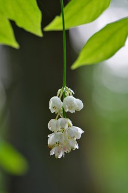 Avrupa bladdernut