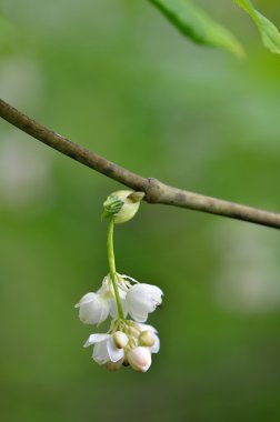 Avrupa bladdernut