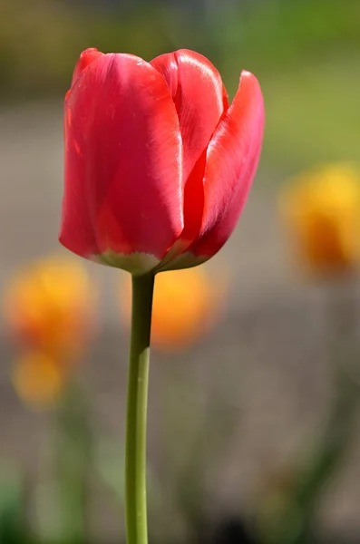 Tulip — Stock Photo, Image