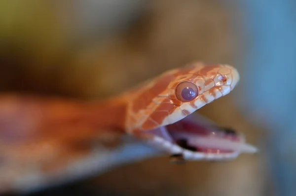 Serpente — Fotografia de Stock