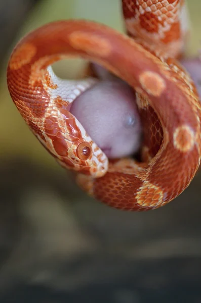 蛇 — 图库照片