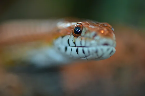 Serpente — Foto Stock