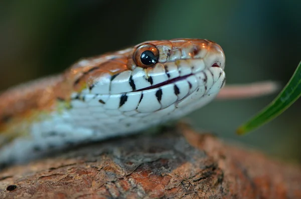 Serpente — Foto Stock