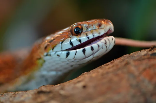 Snake — Stock Photo, Image