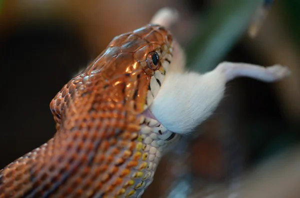 Serpiente — Foto de Stock