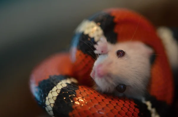 Serpiente de leche — Foto de Stock