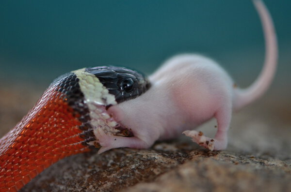 Молочная змея
