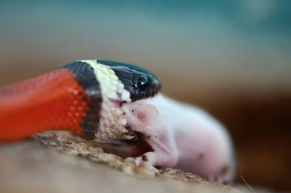 Milk snake — Stock Photo, Image