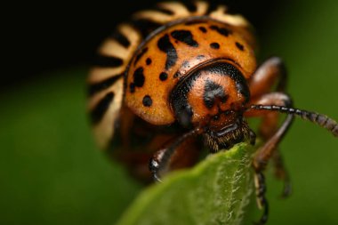 Colorado patates böceği (Leptinotarsa decemlineata)