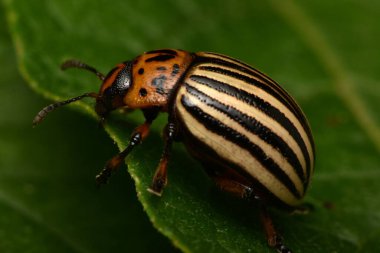 Colorado patates böceği (Leptinotarsa decemlineata)