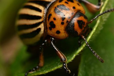 Colorado patates böceği (Leptinotarsa decemlineata)