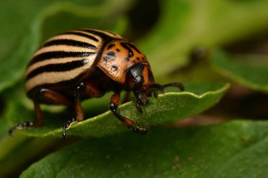 Colorado patates böceği (Leptinotarsa decemlineata)