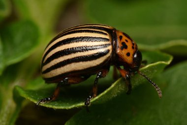 Colorado patates böceği (Leptinotarsa decemlineata)