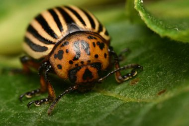 Colorado patates böceği (Leptinotarsa decemlineata)