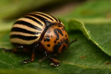 Colorado patates böceği (Leptinotarsa decemlineata)