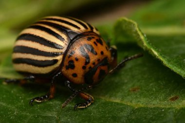 Colorado patates böceği (Leptinotarsa decemlineata)
