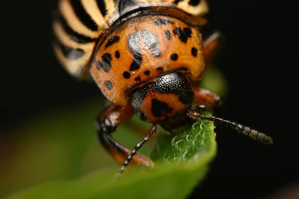 Escarabajo Patata Colorado Leptinotarsa Decemlineata —  Fotos de Stock