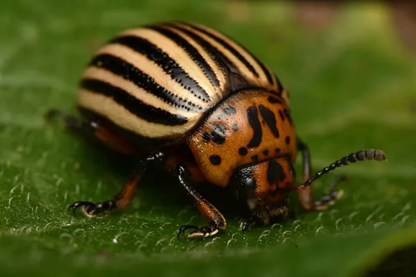 Colorado Aardappelkever Leptinotarsa Decemlineata — Stockfoto